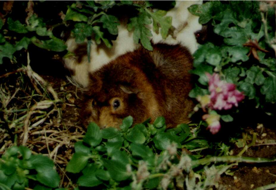 [Picture of brown guineapig]