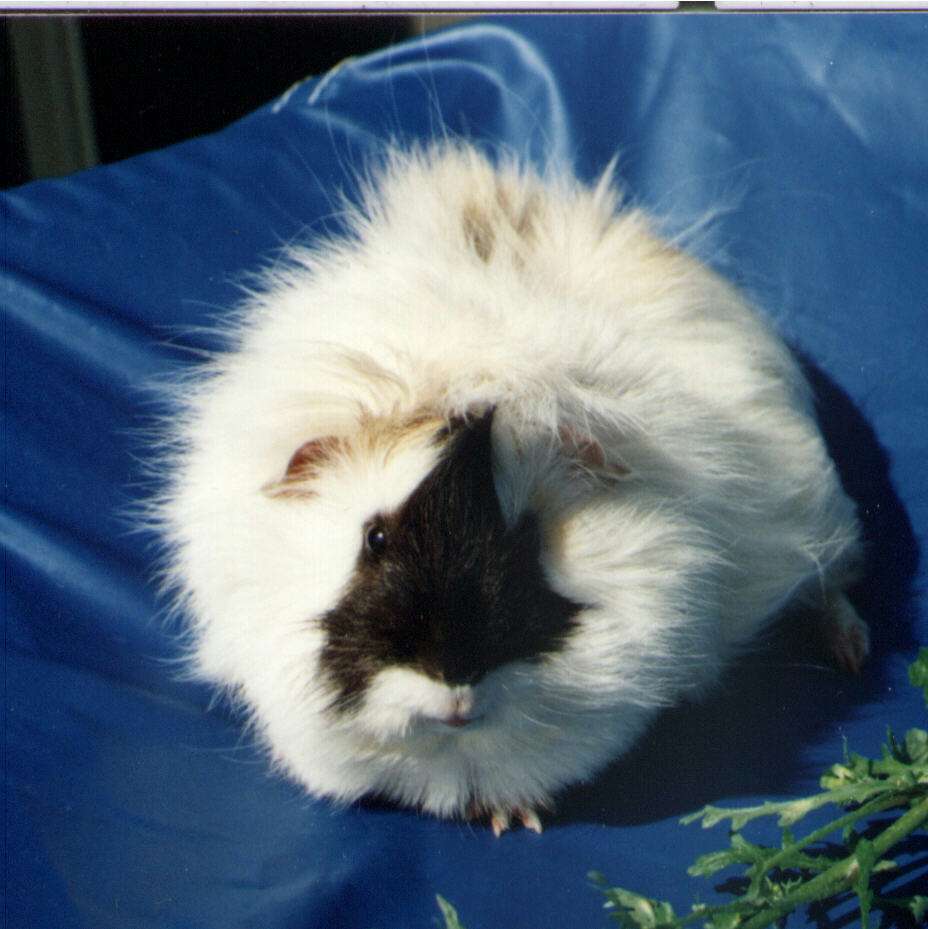 [Picture of white guineapig]